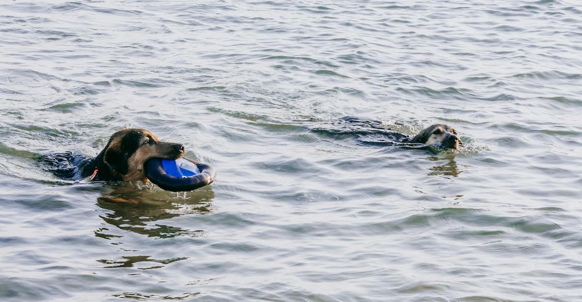 Cani che nuotano nel mare cristallino di Pirano, una meta pet-friendly in Slovenia