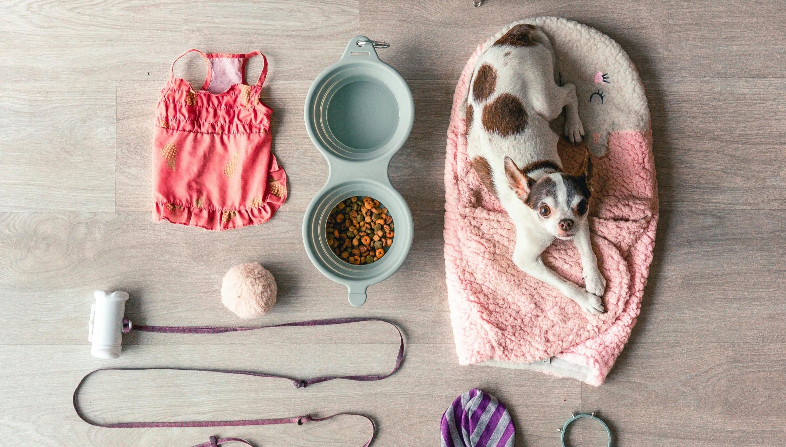 Collage di accessori per animali domestici, tra cui ciotole anti-ingozzamento, fontanella d'acqua, letto ortopedico e giocattoli interattivi, con un cane che guarda verso l'alto