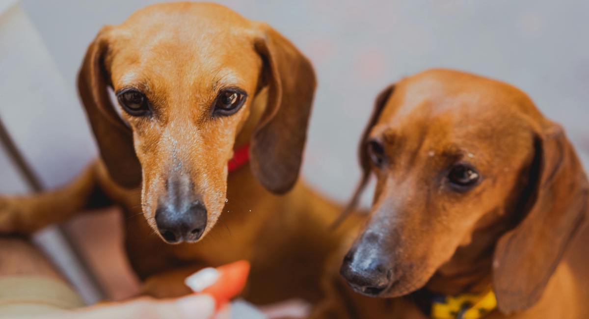 Coppia di cani marroni che mangiano snack sani e naturali fatti in casa