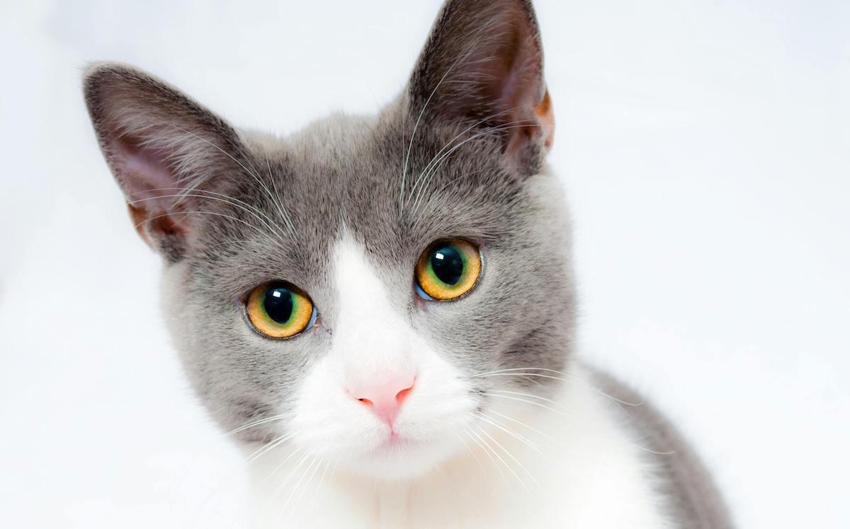 Gatto dal pelo morbido e lucente dopo la spazzolatura