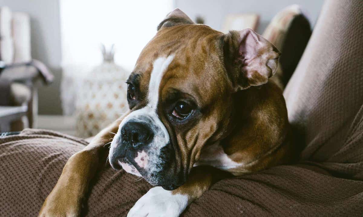 cane triste sdraiato su un divano che soffre di ansia da separazione